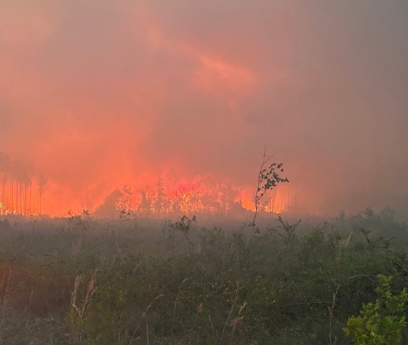 ABD'de orman yangını: 120’den fazla ev küle döndü