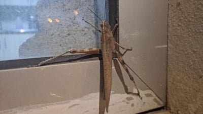 Diyarbakır'da görüntülenen dev çekirge şaşkınlık yarattı