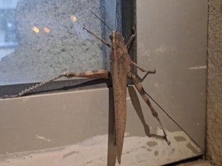 Diyarbakır'da görüntülenen dev çekirge şaşkınlık yarattı