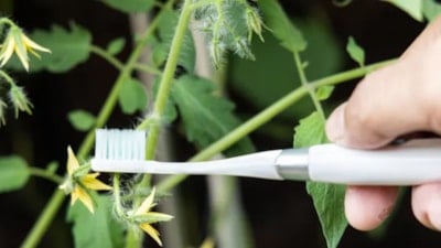 Çoğu kişi domates hasadı için diş fırçası kullanıyor: İşte sebebi