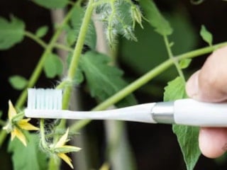 Çoğu kişi domates hasadı için diş fırçası kullanıyor: İşte sebebi
