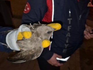 Zonguldak’ta duyarlı müdahale: İpe dolanan ebabil için cadde trafiğe kapatıldı