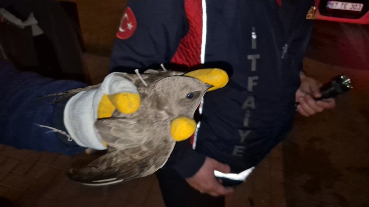 Zonguldak’ta duyarlı müdahale: İpe dolanan ebabil için cadde trafiğe kapatıldı