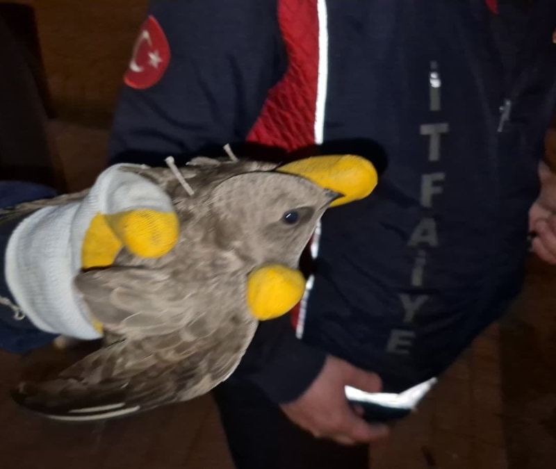 Zonguldak’ta duyarlı müdahale: İpe dolanan ebabil için cadde trafiğe kapatıldı