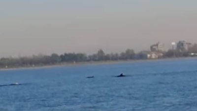 İstanbul'da Küçükçekmece Sahili'nde yunuslar görüntülendi