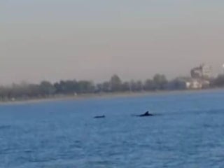 İstanbul'da Küçükçekmece Sahili'nde yunuslar görüntülendi