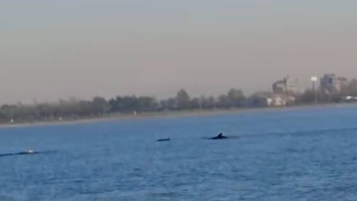 İstanbul'da Küçükçekmece Sahili'nde yunuslar görüntülendi