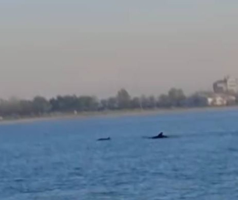 İstanbul'da Küçükçekmece Sahili'nde yunuslar görüntülendi