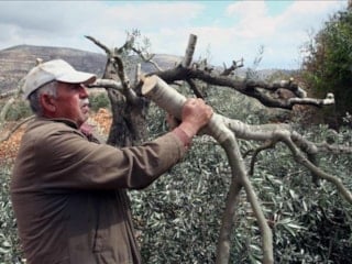 İsrailli işgalciler Batı Şeria'da 400 zeytin ağacını kesti