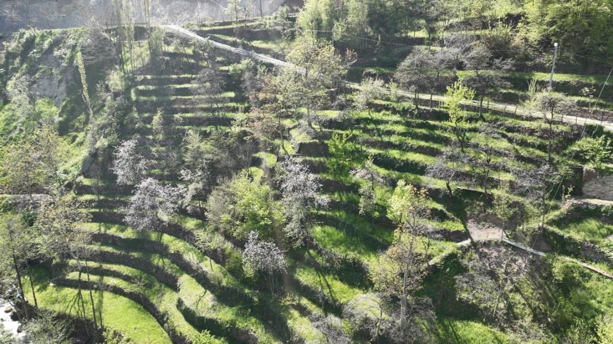 Artvin'de dik yamaçta 60 yıllık emek: Taş duvarlarla büyüyen miras 3. kuşakta