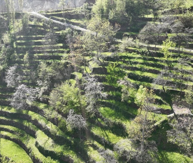 Artvin'de dik yamaçta 60 yıllık emek: Taş duvarlarla büyüyen miras 3. kuşakta
