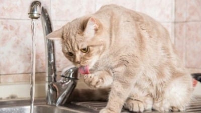 Kediniz suyu neden önce test ediyor? İşte patilerini daldırmasının sebebi