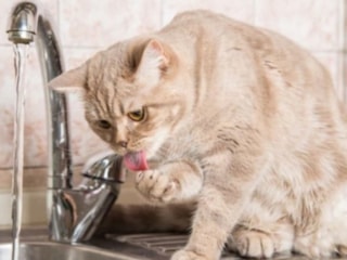 Kediniz suyu neden önce test ediyor? İşte patilerini daldırmasının sebebi