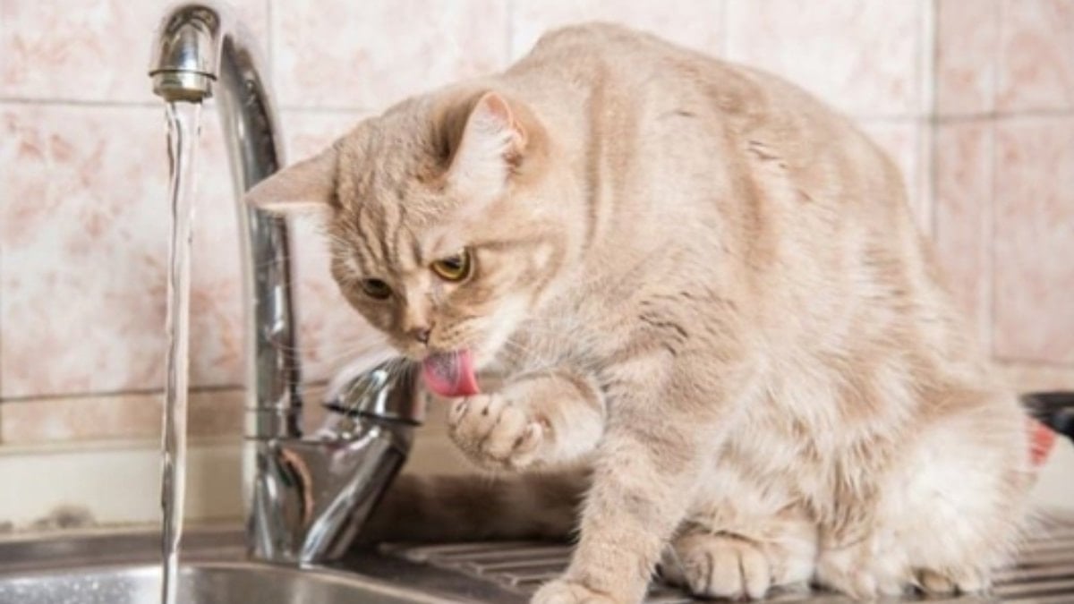 Kediniz suyu neden önce test ediyor? İşte patilerini daldırmasının sebebi