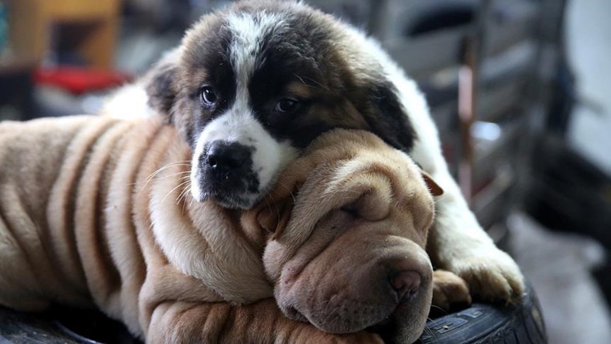 Köpekler yatarken bakın neden etraflarında döner