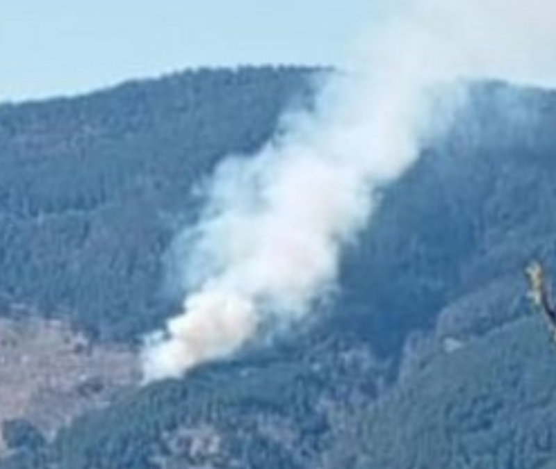 Aydın'da orman yangını