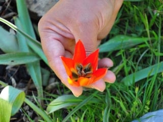 Yılda sadece 10 gün görülüyor; Koparmanın cezası 699 bin lira