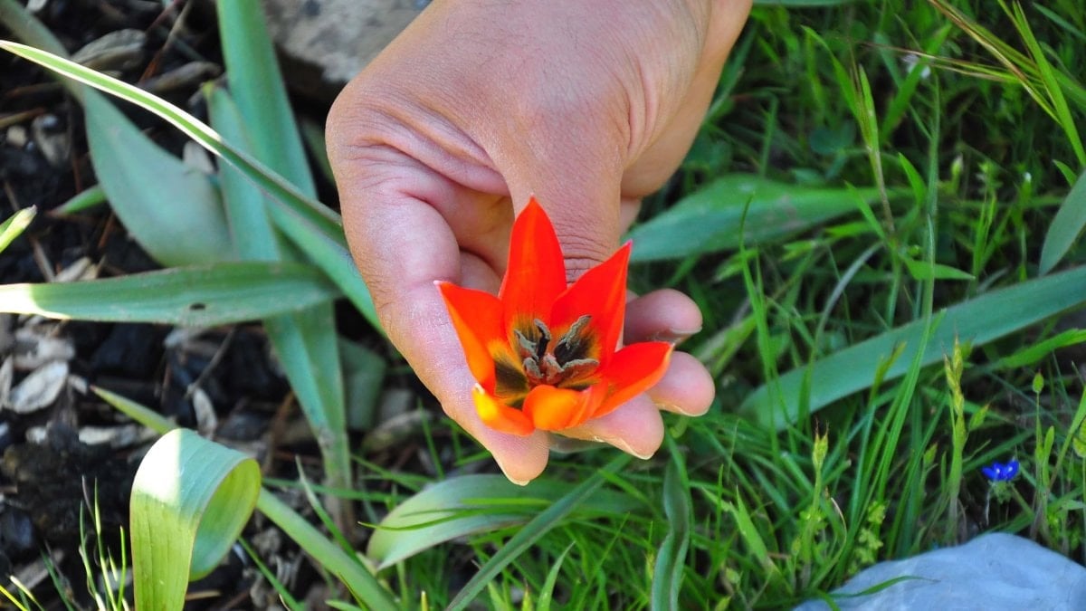 Yılda sadece 10 gün görülüyor; Koparmanın cezası 699 bin lira