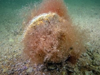 Tuzla kıyılarında mucize ekosistem: Pinalar ve deniz çayırları izlemeye alınıyor