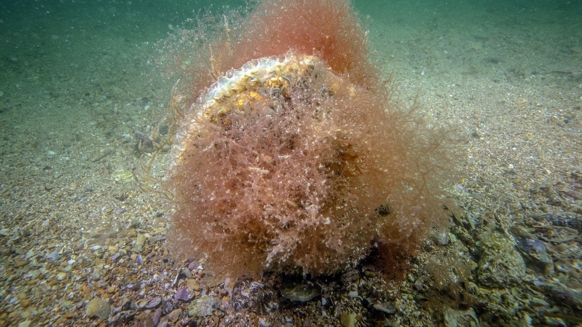 Tuzla kıyılarında mucize ekosistem: Pinalar ve deniz çayırları izlemeye alınıyor
