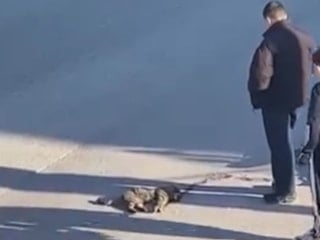 Kocaeli'de araba çarpan kediyi yalnız bırakmayan çocuklar, başında nöbet tuttu