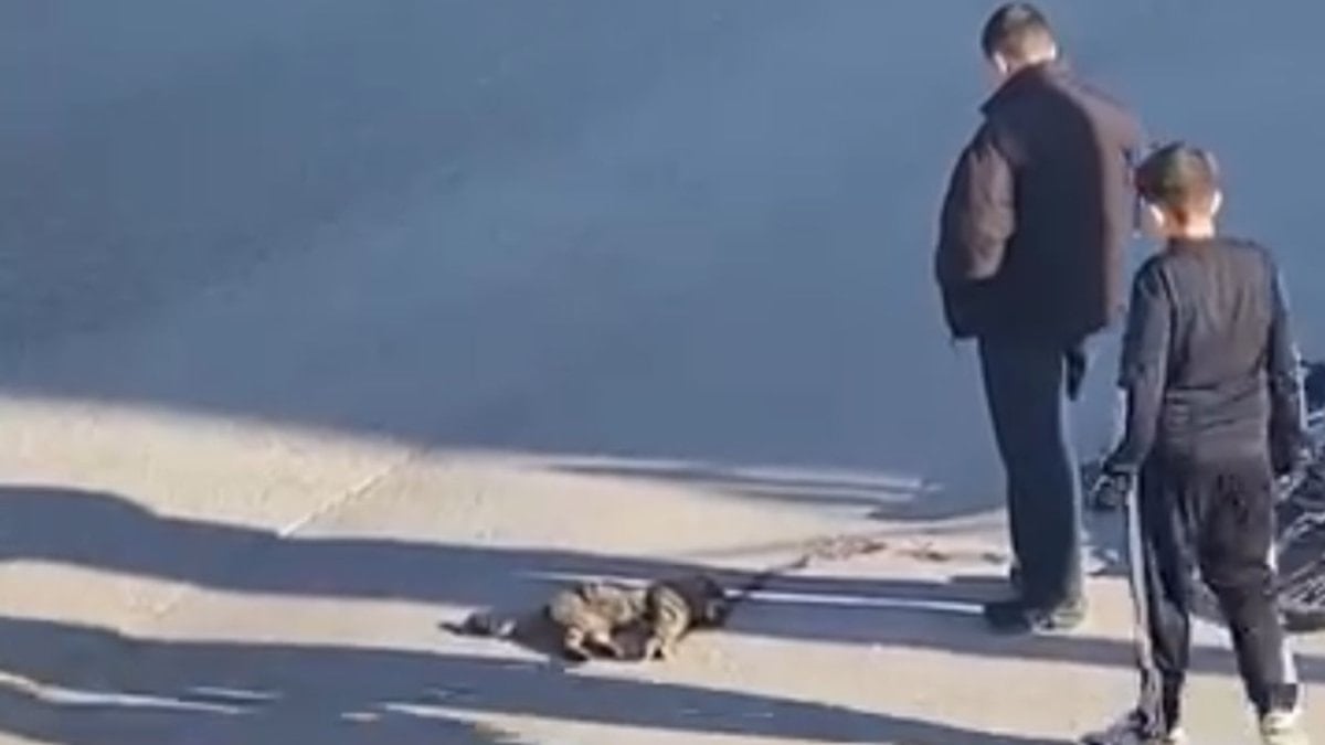 Kocaeli'de araba çarpan kediyi yalnız bırakmayan çocuklar, başında nöbet tuttu