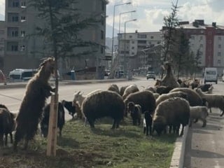 Yüksekova’da sıra dışı trafik: Koyunlar refüjde otladı, araçlar durdu