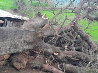 Hakkari'de üzerine ağaç devrilen ağıldaki 4 keçi telef oldu