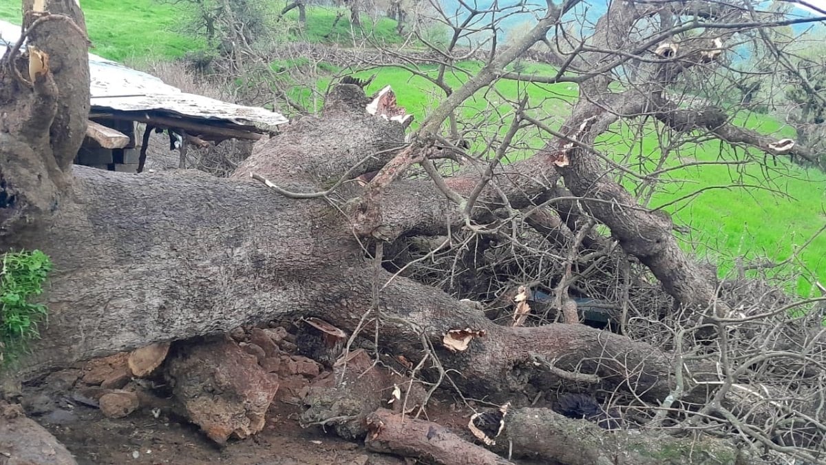 Hakkari'de üzerine ağaç devrilen ağıldaki 4 keçi telef oldu