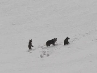 Erzincan Munzur Dağları'nda yiyecek arayan ayılar görüntülendi