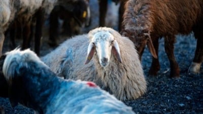 Kurban bağışında “sahte dernek” riski: Sahte dernekler nasıl ayırt edilir