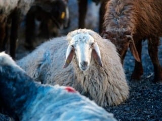 Kurban bağışında “sahte dernek” riski: Sahte dernekler nasıl ayırt edilir