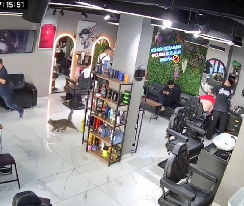 İstanbul'da kuaför salonunda müşterileri kedi kovaladı