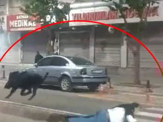 Batman'da domuzun yaraladığı vatandaşlar taburcu oldu