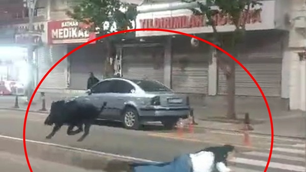 Batman'da domuzun yaraladığı vatandaşlar taburcu oldu