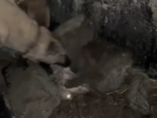 Van'da ahıra sızmak isteyen kurdu kangallar durdurdu