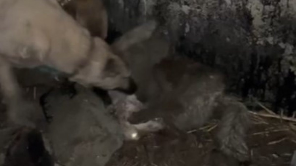 Van'da ahıra sızmak isteyen kurdu kangallar durdurdu