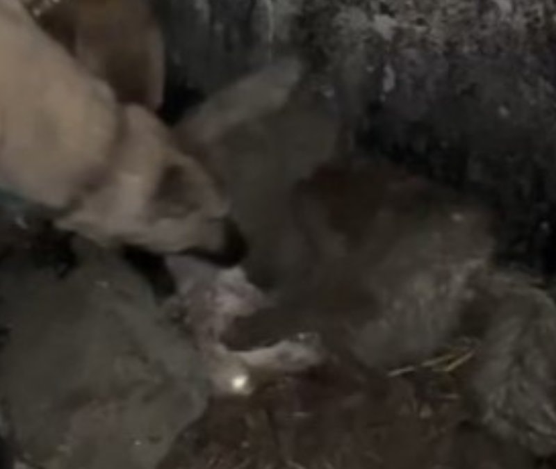 Van'da ahıra sızmak isteyen kurdu kangallar durdurdu
