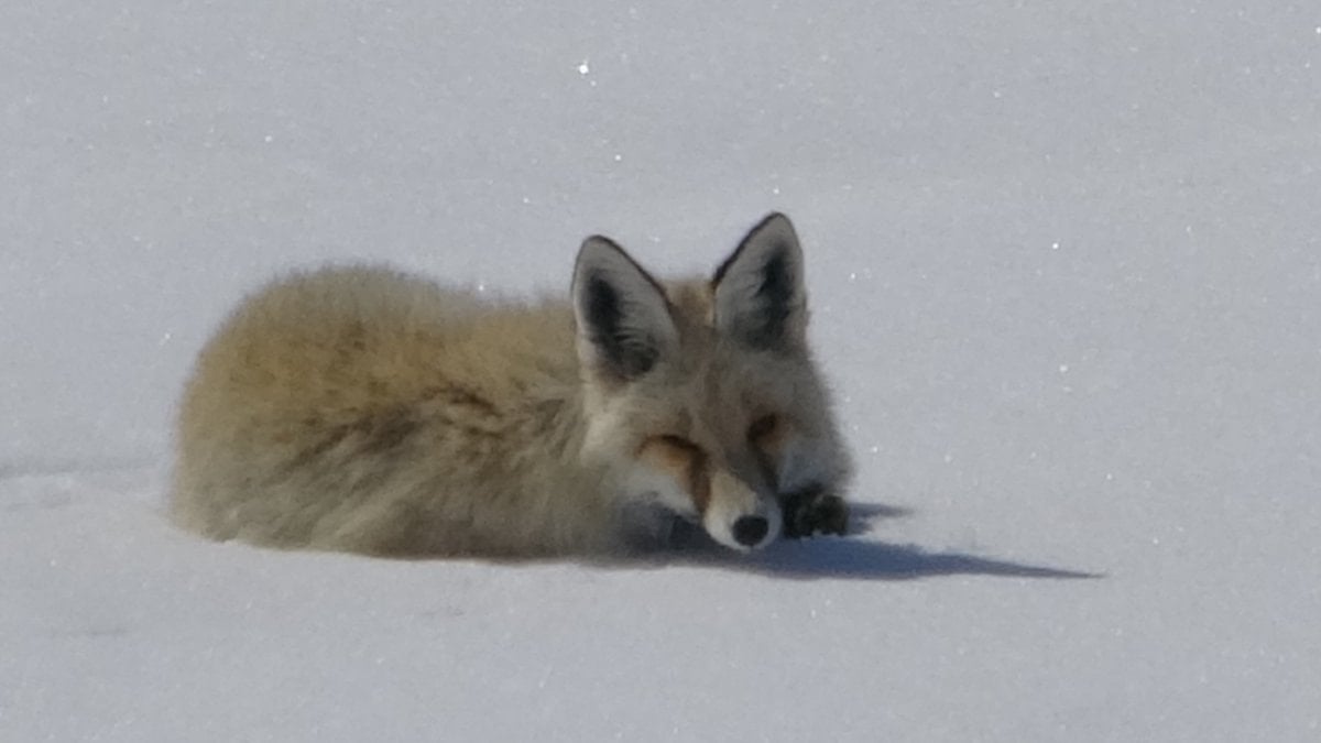 Ardahan'da beyaz örtü üzerinde keyif yapan tilki görüntülendi