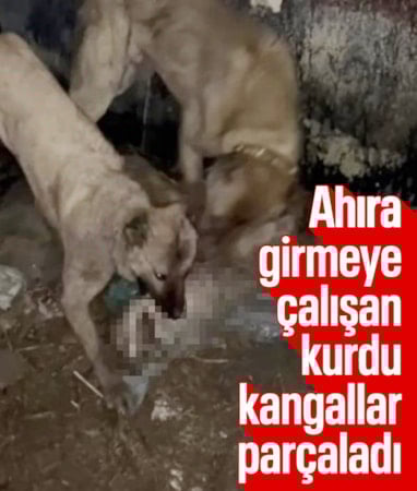 Van'da ahıra sızmak isteyen kurdu kangallar durdurdu