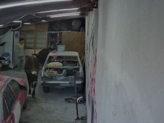 Ankara’da ahırdan kaçan büyükbaşlar, oto tamirciye girdi