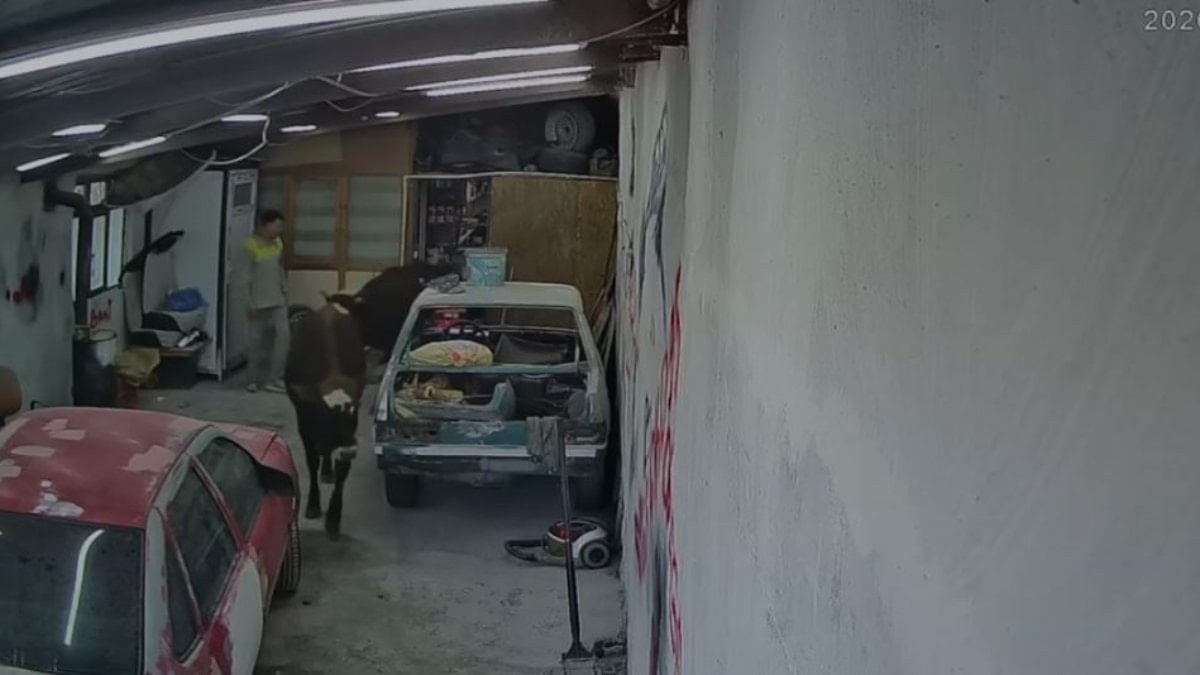 Ankara’da ahırdan kaçan büyükbaşlar, oto tamirciye girdi