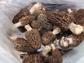 Hasadı başladı! Şifa arayanlar dağlara koşuyor: Kilosu 2 bin lira