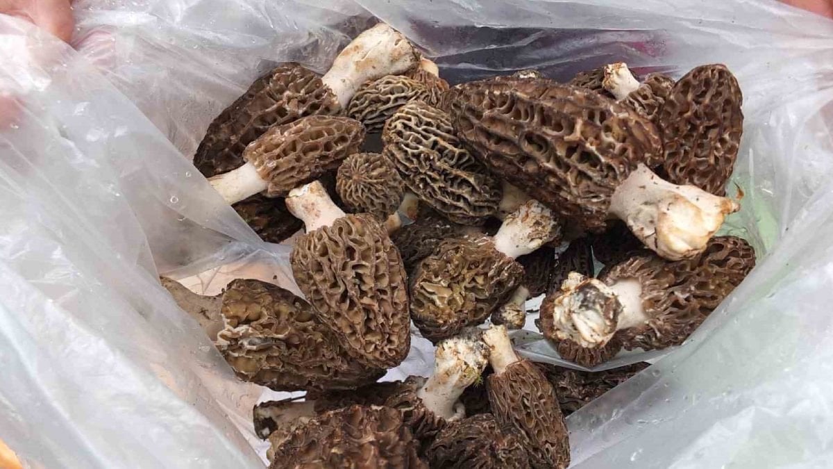 Hasadı başladı! Şifa arayanlar dağlara koşuyor: Kilosu 2 bin lira