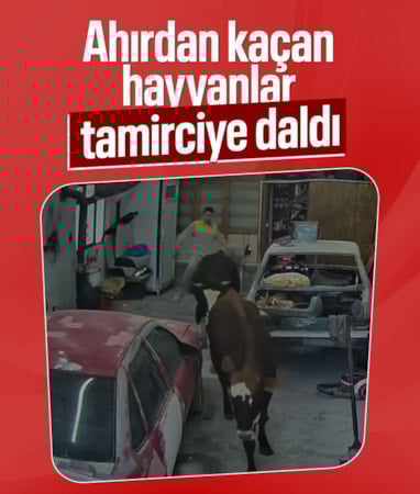 Ankara’da ahırdan kaçan büyükbaşlar, oto tamirciye girdi