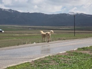 Van'daki köpek saldırısının dehşet anları kamerada