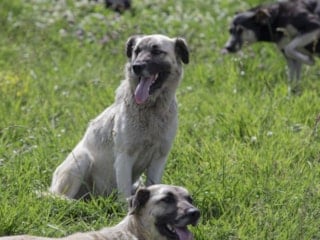 İstanbul Valiliği'nden 'sokak hayvanları konusunda geri adım' haberlerine yanıt