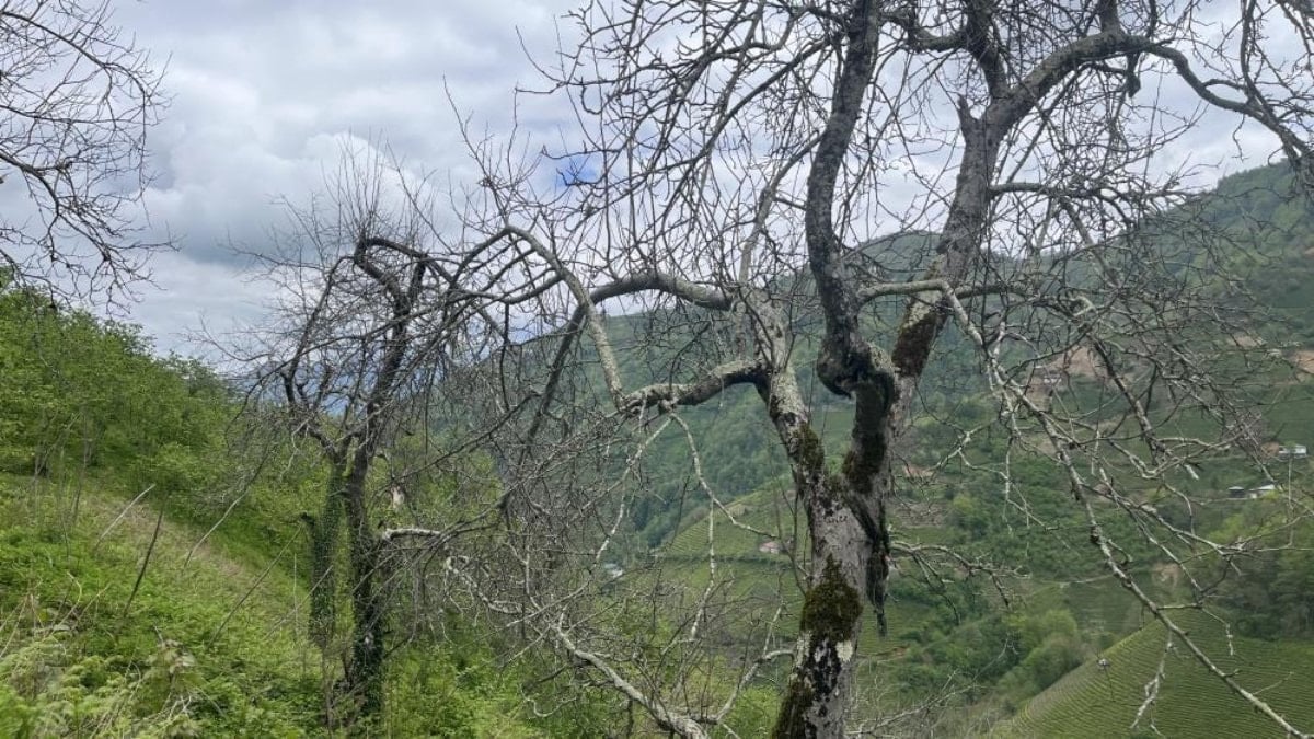 Artvin'in yalancı bahara kanmayan demir elma ağacı