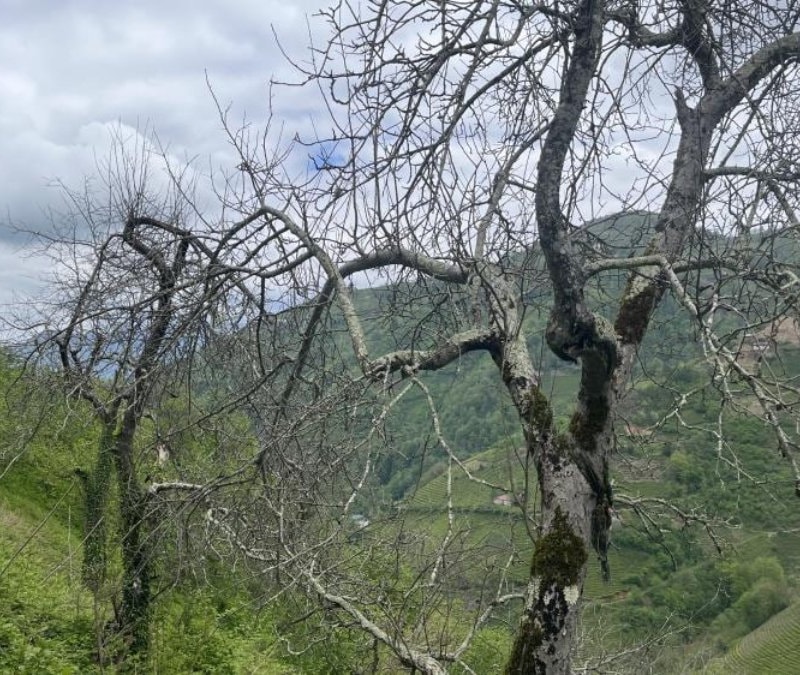 Artvin'in yalancı bahara kanmayan demir elma ağacı