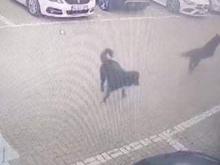 İstanbul'da başıboş köpek dehşeti: Kaçarak kurtulabildi